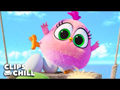 Lo Mejor de los Polluelos | Angry Birds Pelìculas Escenas más Lindas