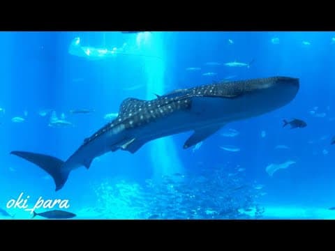 【沖縄】美ら海水族館 黒潮の海 水槽 ジンベイザメ/Okinawa Churaumi Aquarium Whale shark  Healing  zoom in 3 Hours 4K