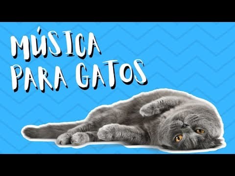 MÚSICA PARA GATOS | Spa felino | Música para relajar gatos