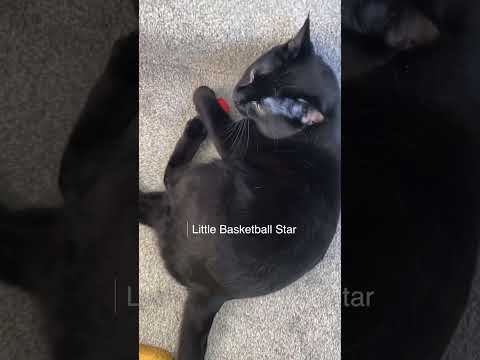 Weekend Fun: Big Boss HeiHei Plays Hide-and-Seek with Daddy After His Sauna! 😹🧖 # catvideos 