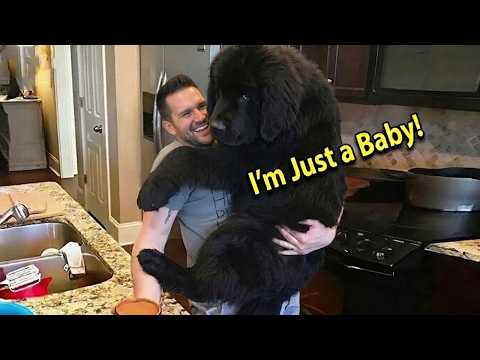 When Your Big Dog Thinks He's a Baby! 😁 Funniest Dogs Reaction!