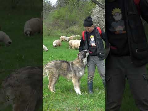 Video nou cu familia Iacob din Negrilești! #oi #câini