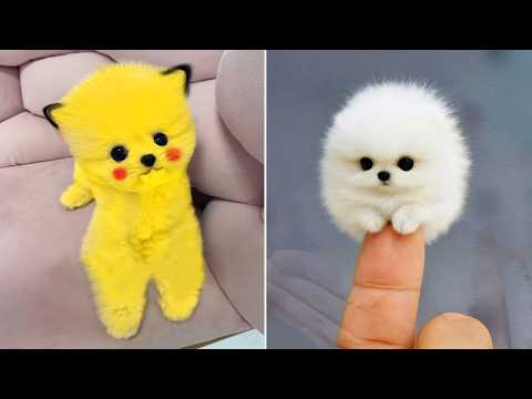 Cute Pomeranian Puppies Doing Funny Things #12 | Cute and Funny Dogs - Mini Pom