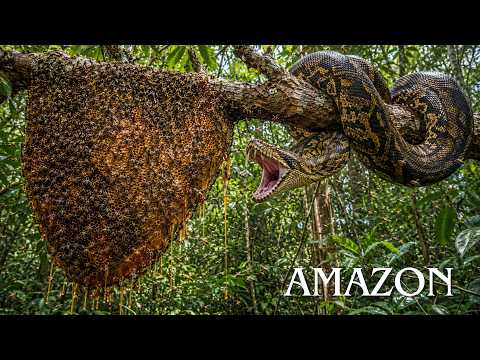 WILD AMAZON | Discovering Mysterious Predators Yet To Be Known | Animal Documentary