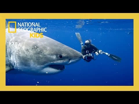 World's Biggest Great White Full Episode | @natgeokids