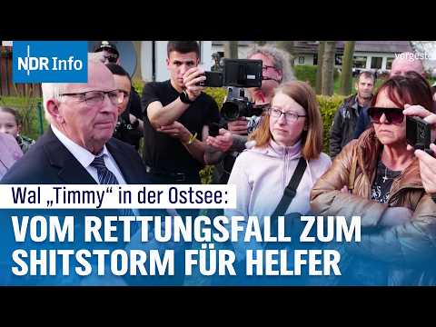 Buckelwal-Drama um "Timmy": Die Schattenseite des bizarren Netzkults | NDR Info
