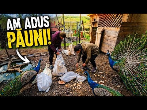Am adus păuni la căsuță din Pădure 