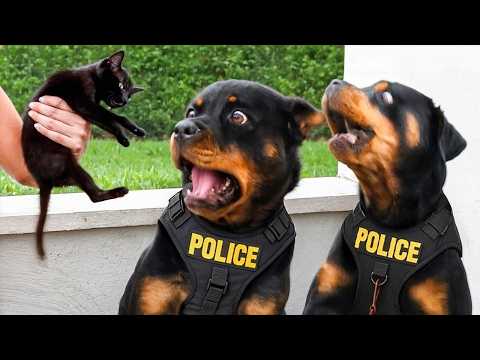 When Your Dog Deserves an Oscar for Acting 😂🐶 | Funny Dog Video 2025