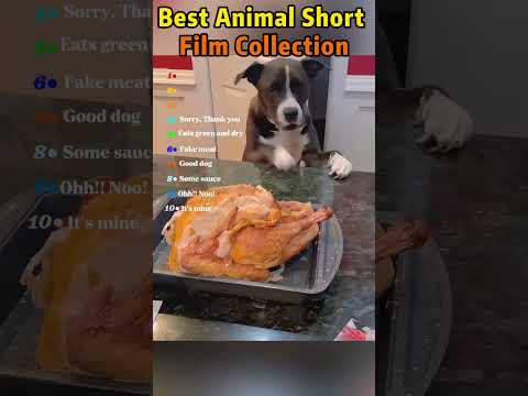 😂Try Not To Laugh – Wonderful &amp; Funny Animal Compilation!#funny #funnyvideo#short#top