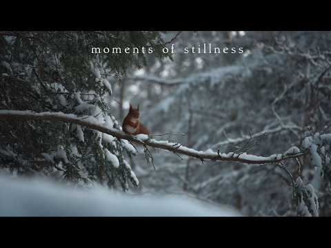 Moments of stillness | Piano Playlist