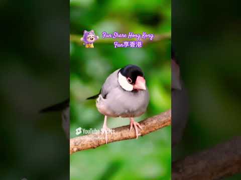 @FunShareHongKong  @hongkong #hongkong #hkig #852 #香港 #discoverhongkong #bird #insects #monkey