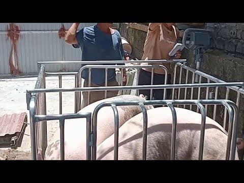 Cân heo thịt chưa bao giờ nhẹ nhàng đến thế. LH 0974.414.899