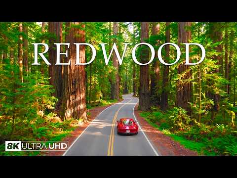 REDWOOD 8K UHD  California’s Giant Forest – Giant Redwoods, Coastal Wilderness & Epic Landscapes