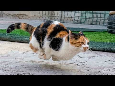 This Is the Funniest Cat You’ll See Today 😂 Try Not To Laugh