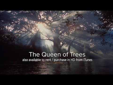 The Queen of Trees - OFFICIAL