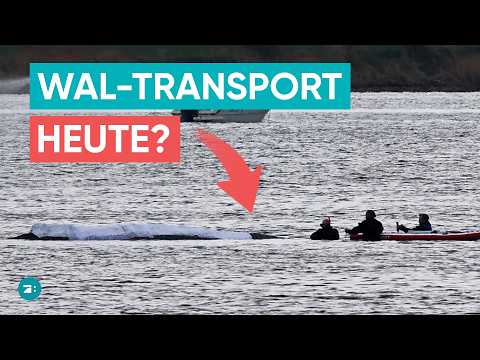 Whale drama off Poel: Private rescuers continue fighting for stranded Timmy