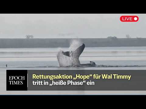 Rettungsaktion für Buckelwal Hope/Timmy geht in „heiße Phase“