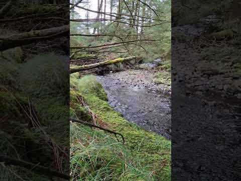 quiet spot by the river. as water trickles past the fallen tree. #nature #asmr