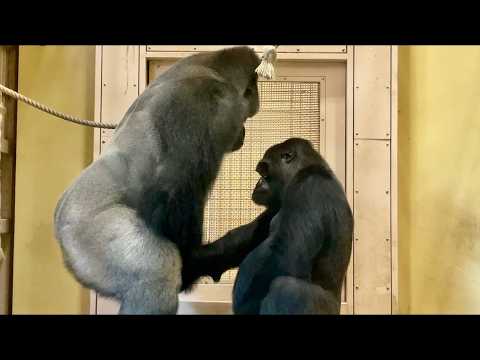 When Animals Think No One's Watching Them 😂 Funny Animals Caught on Camera